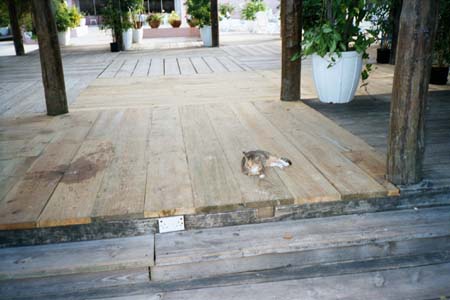 Stray
